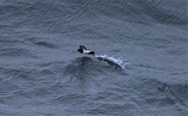 black-bellied storm petrel dragging leg_12