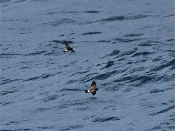 wilson's top bb bottom_12