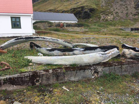 whale bones